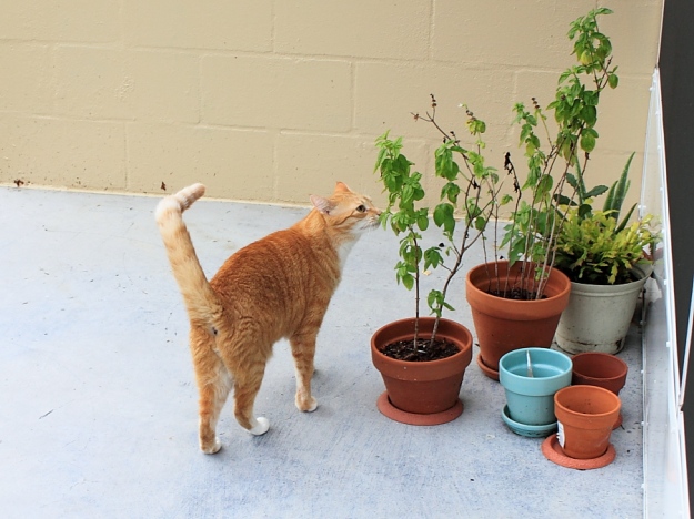Bad Cat Chris smelling basil plant.