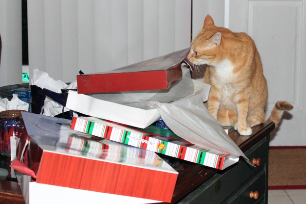 Bad Cat Chris after opening Christmas Presents
