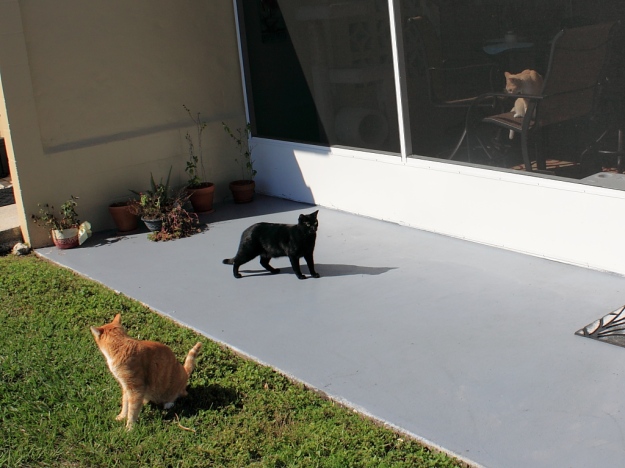 Our cats Chris and Puck outside with Frankie inside.