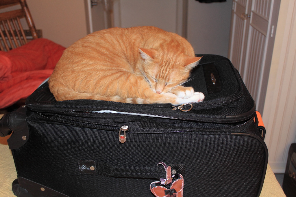 Cat on suitcase