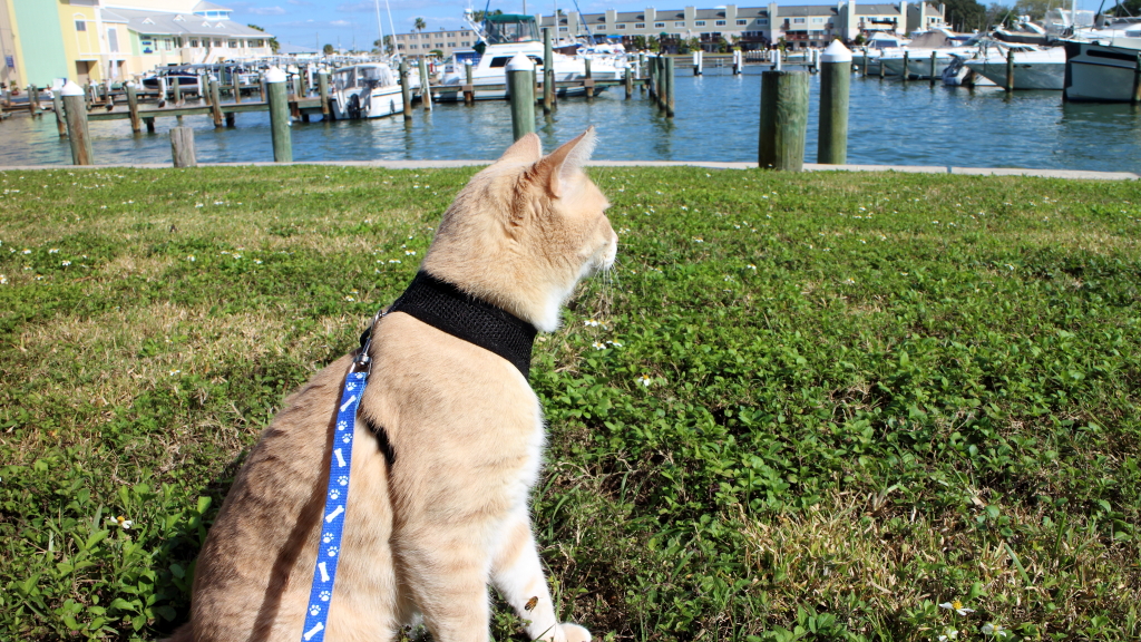Our cat Frankie on his leash