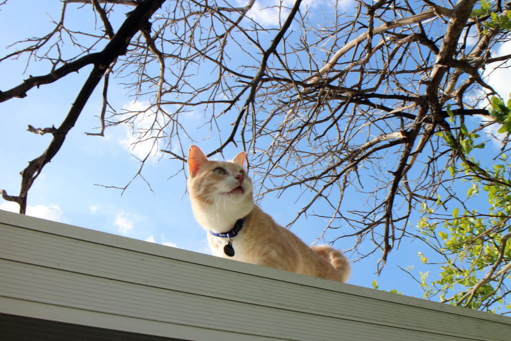 Our cat Frankie on roof