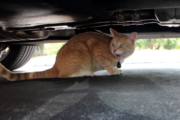 Our cat Frankie under a car