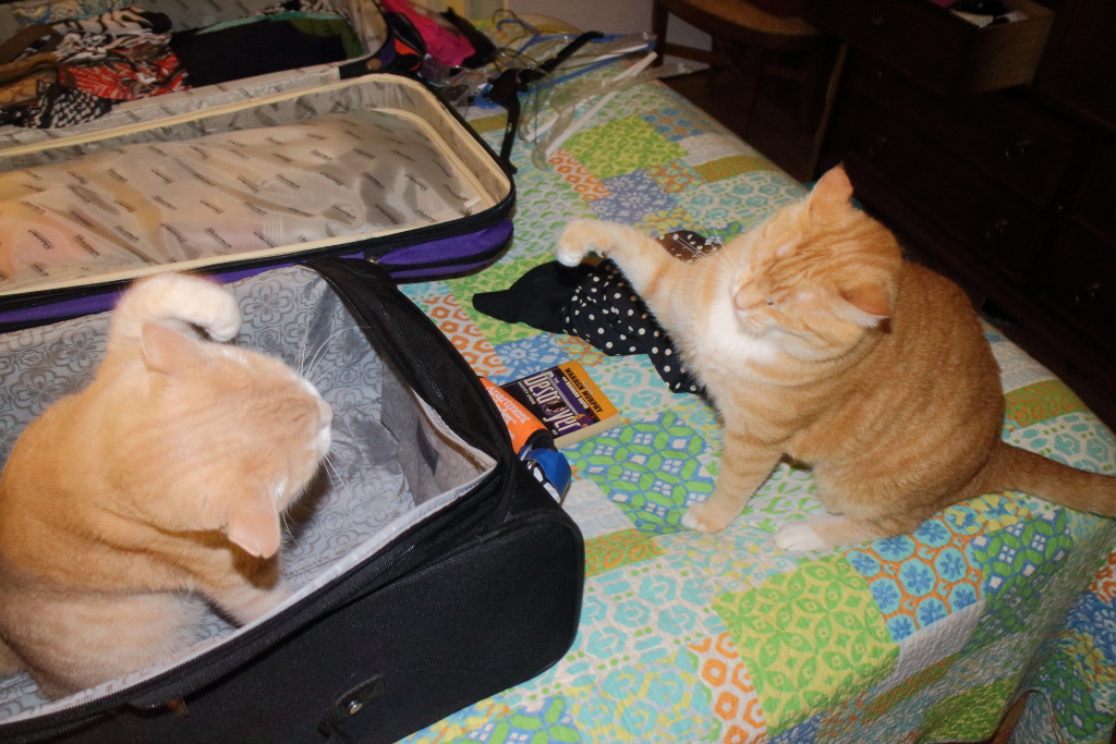cats and luggage