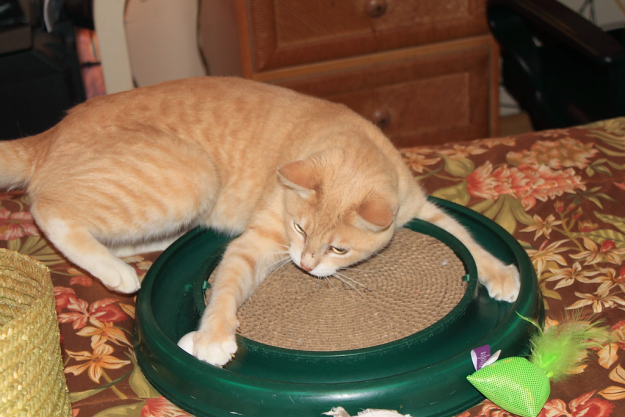 Our cat Frankie playing with Turbo Scratcher