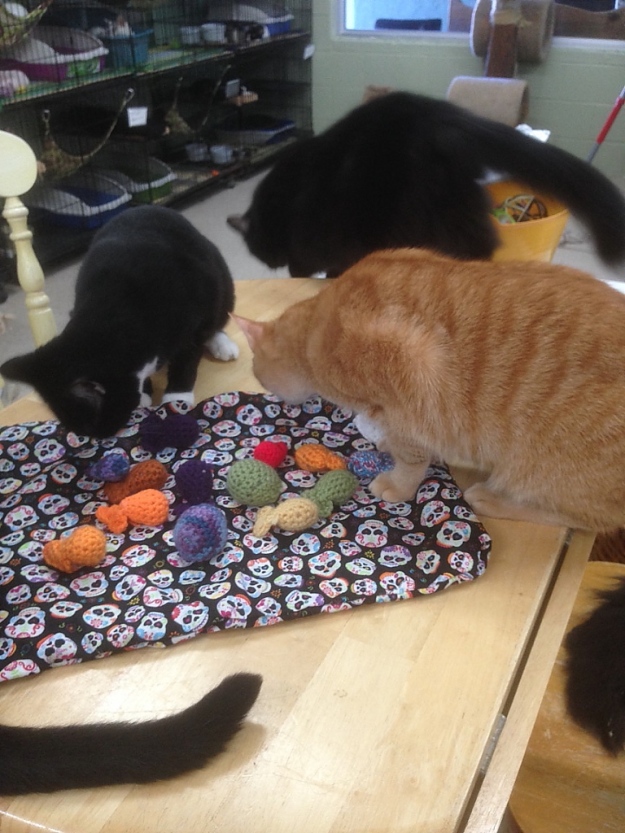cats with toys at sav-r-cats cat shelter 