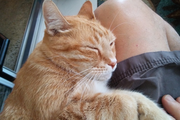 cat pumpkin on my lap