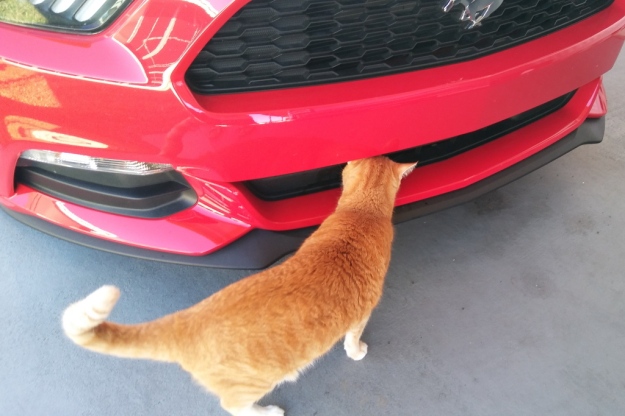 cat Chris smelling car