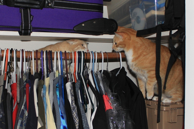 Our cats Chris and Frankie in the closet