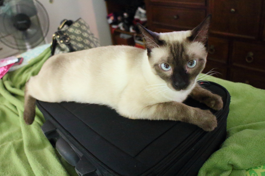 cat on luggage