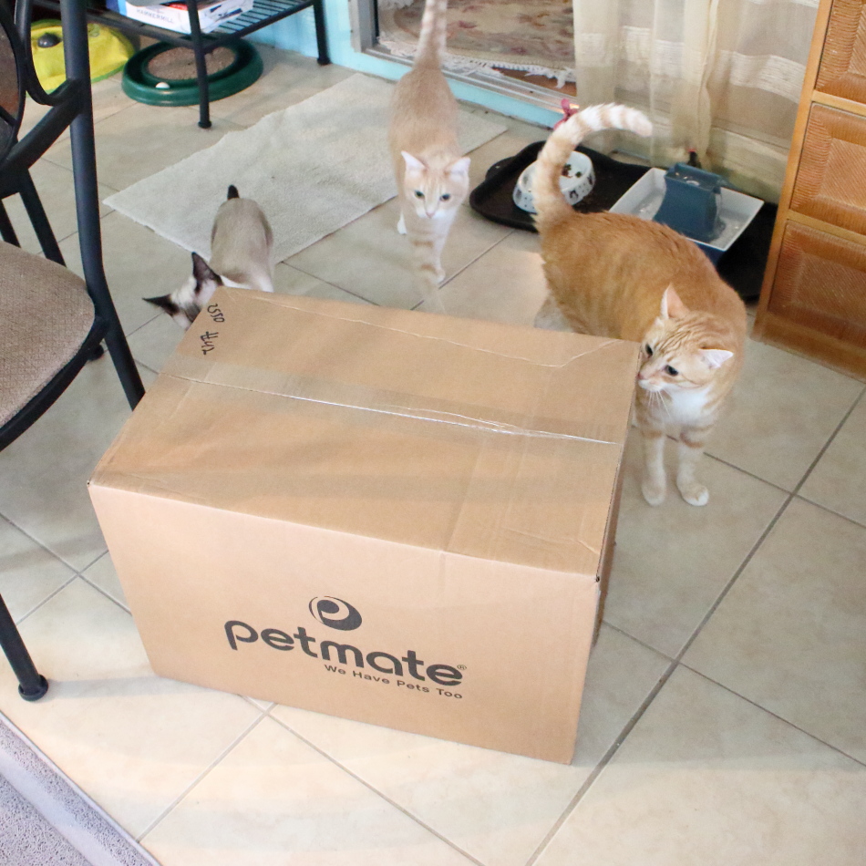 cats and box