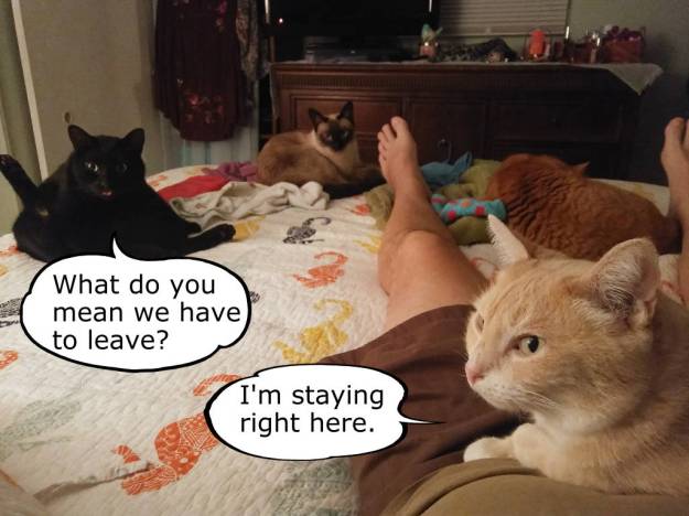 cats on bed funny